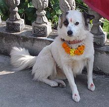 Hond met bloemenslinger